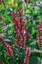 Persicaria amplexicaulis 'Orange Field' - La pépinière d'Agnens