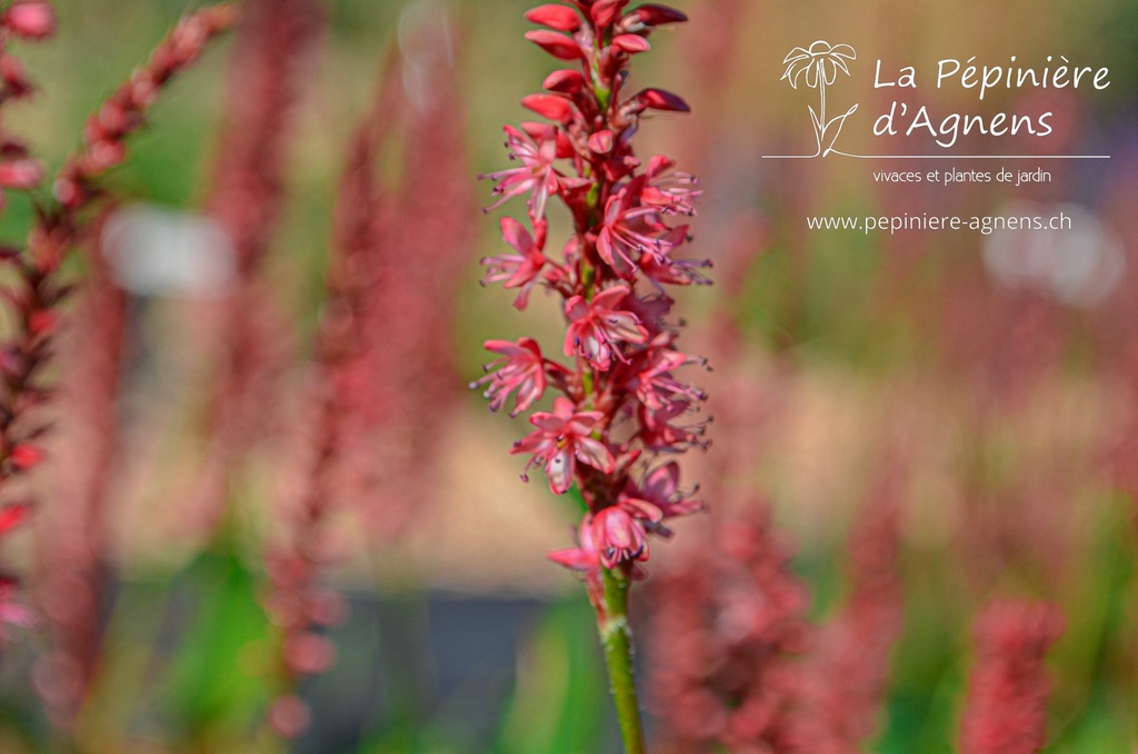 Persicaria amplexicaulis 'Orange Field' - La pépinière d'Agnens