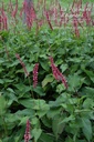 Persicaria amplexicaulis 'Orange Field' - La pépinière d'Agnens
