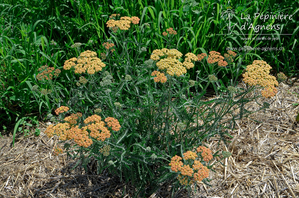 Achillea millefolium 'Terracotta' - La Pépinière D'agnens