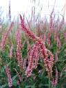 Persicaria amplexicaulis 'Pink Elephant' - La pépinière d'Agnens