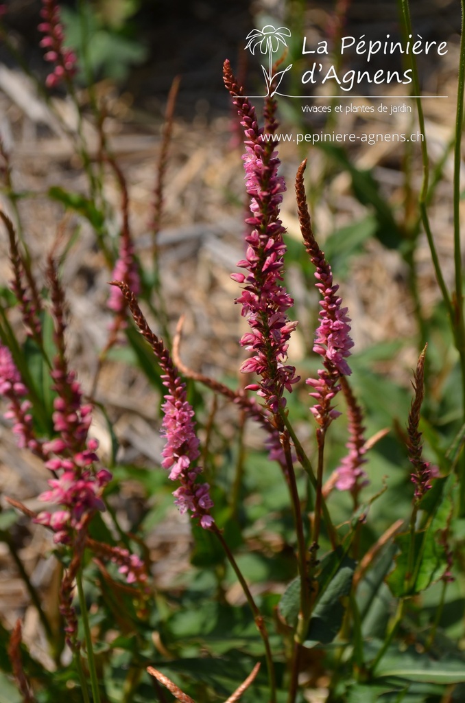 Persicaria amplexicaulis 'Pink Elephant' - La pépinière d'Agnens