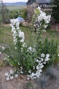 Philadelphus virginalis 'Schneesturm'