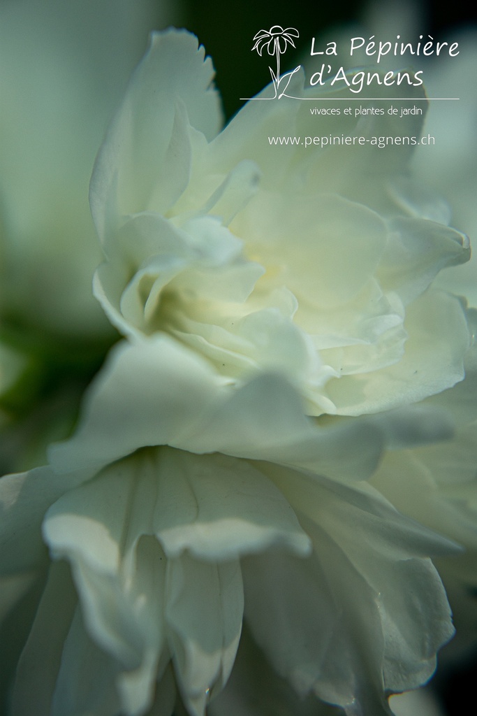 Philadelphus virginalis 'Schneesturm' - La pépinière d'Agnens