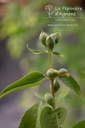 Philadelphus virginalis 'Schneesturm' - La pépinière d'Agnens