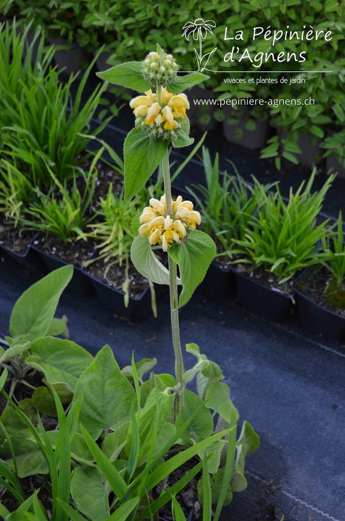 Phlomis russeliana - La pépinière d'Agnens