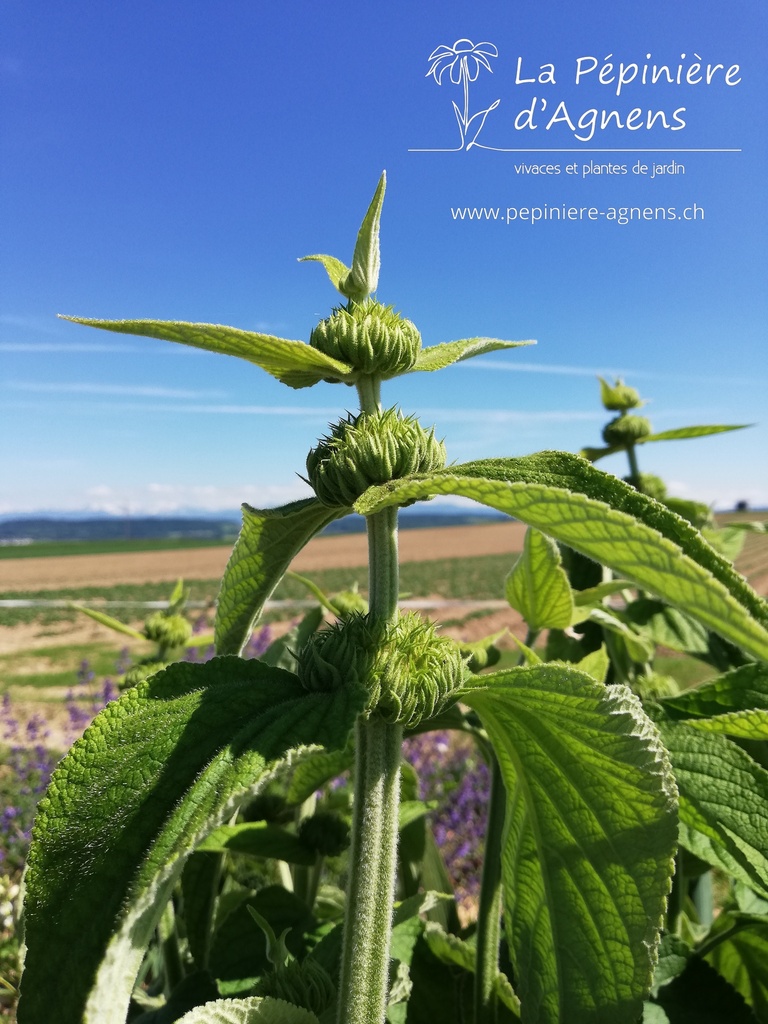 Phlomis russeliana - La pépinière d'Agnens