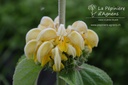 Phlomis russeliana - La pépinière d'Agnens