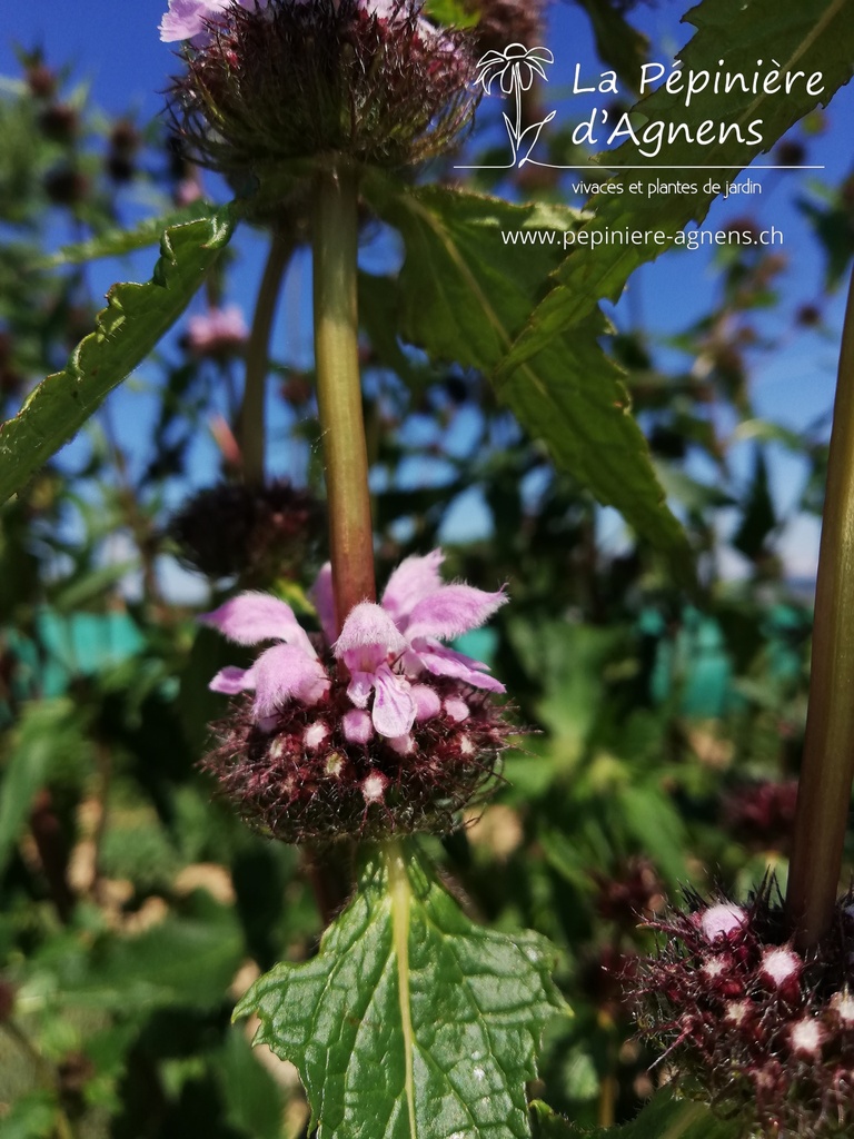 Phlomis tuberosa 'Amazone' - La pépinière d'Agnens