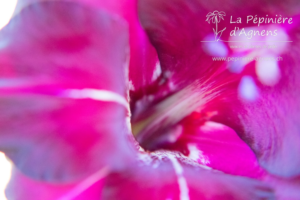 Gladiolus papilio 'Ruby' (Bio)