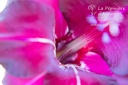 Gladiolus papilio 'Ruby'