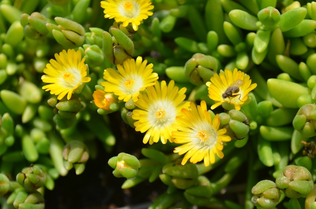Delosperma 'Jewel of Desert Peridott' (Bio)