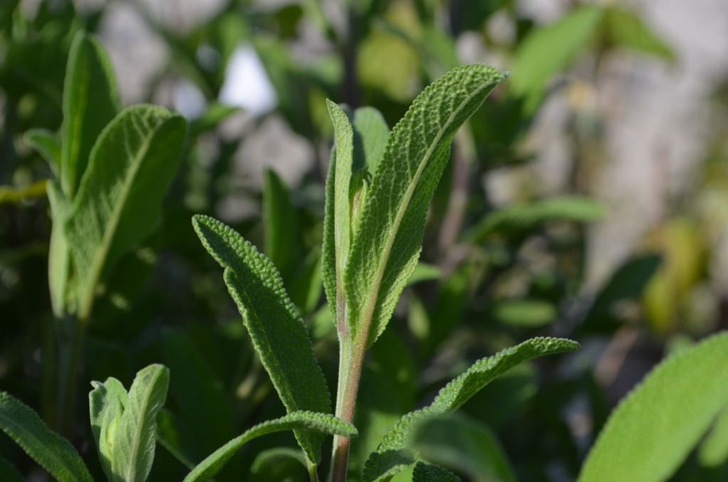 Assortiment plantes pour cuisiner
