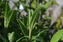 Assortiment plantes pour cuisiner