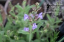 Assortiment plantes pour cuisiner