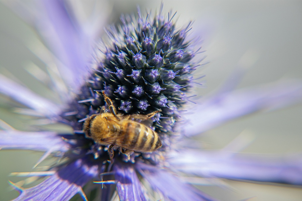 Assortiment plantes pour abeilles (Bio, Klein)