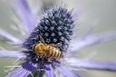 Assortiment plantes pour abeilles