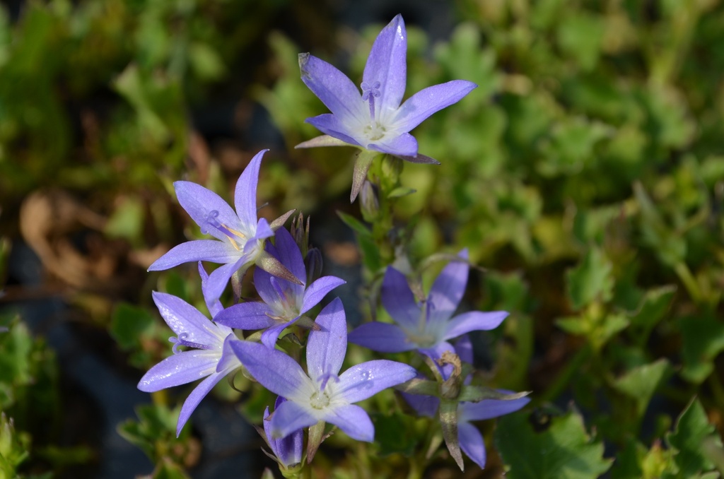 Campanula poscharskyana 'Stella' (Bio)