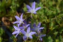 Campanula poscharskyana 'Stella'