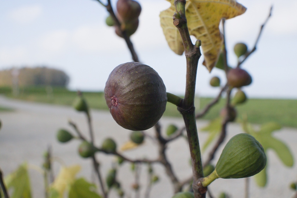 Ficus carica (Bio, 2 Lt.)
