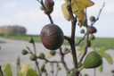 Ficus carica 