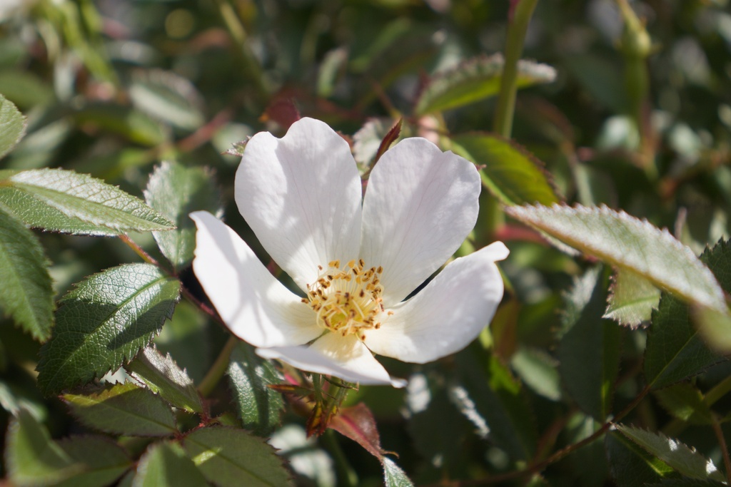 Rosa canina