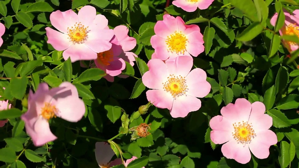 Rosa canina