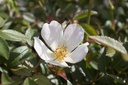 Rosa canina