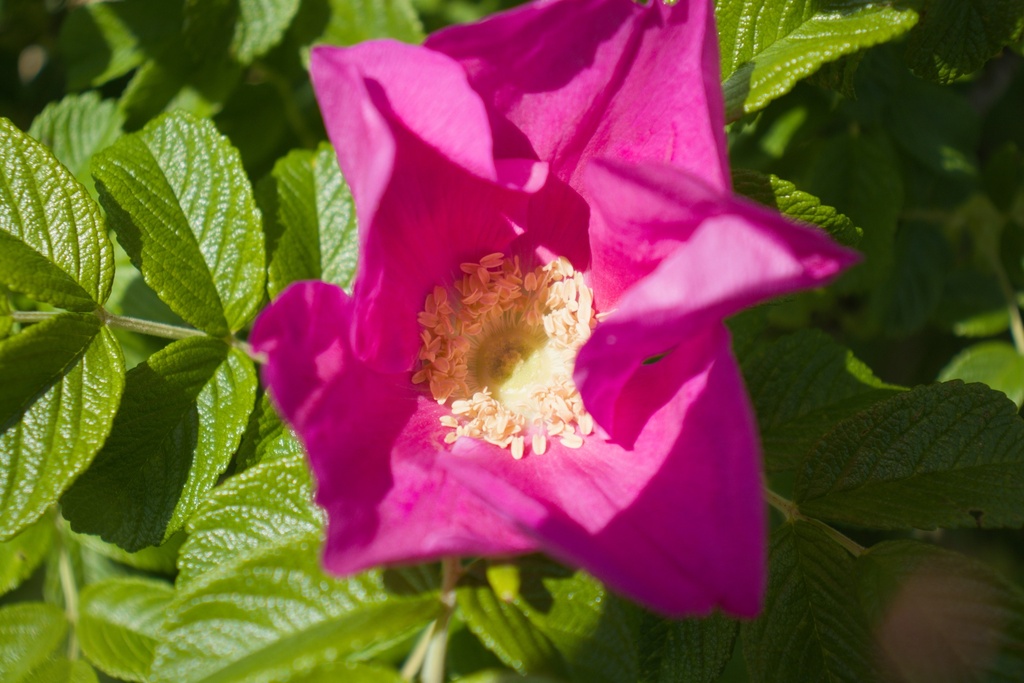 Rosa rugosa