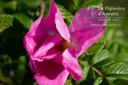 Rosa rugosa
