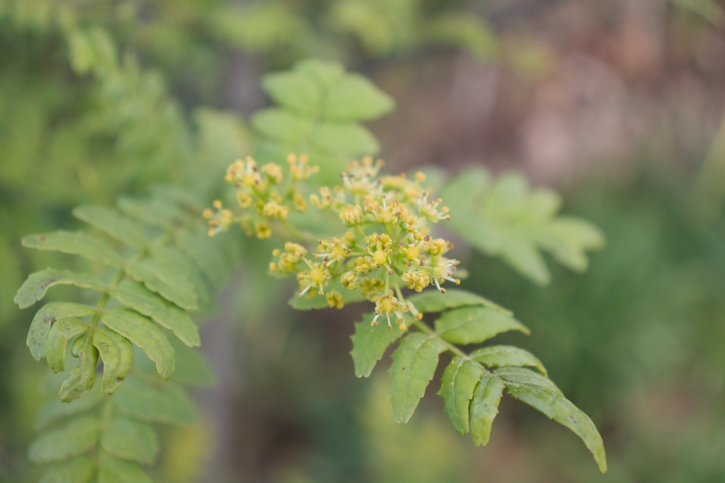 Zanthoxylum piperitum