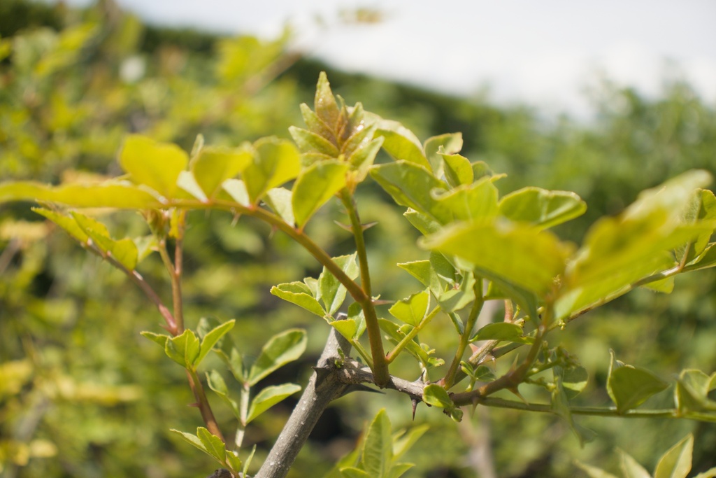 Zanthoxylum simulans