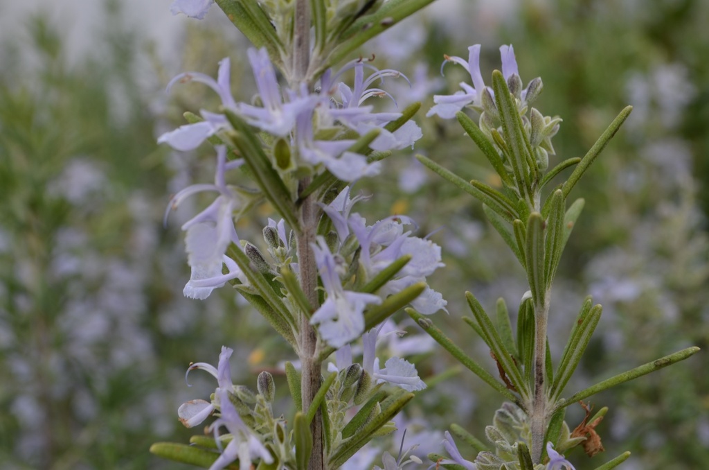 Rosmarinus officinalis