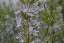 Rosmarinus officinalis