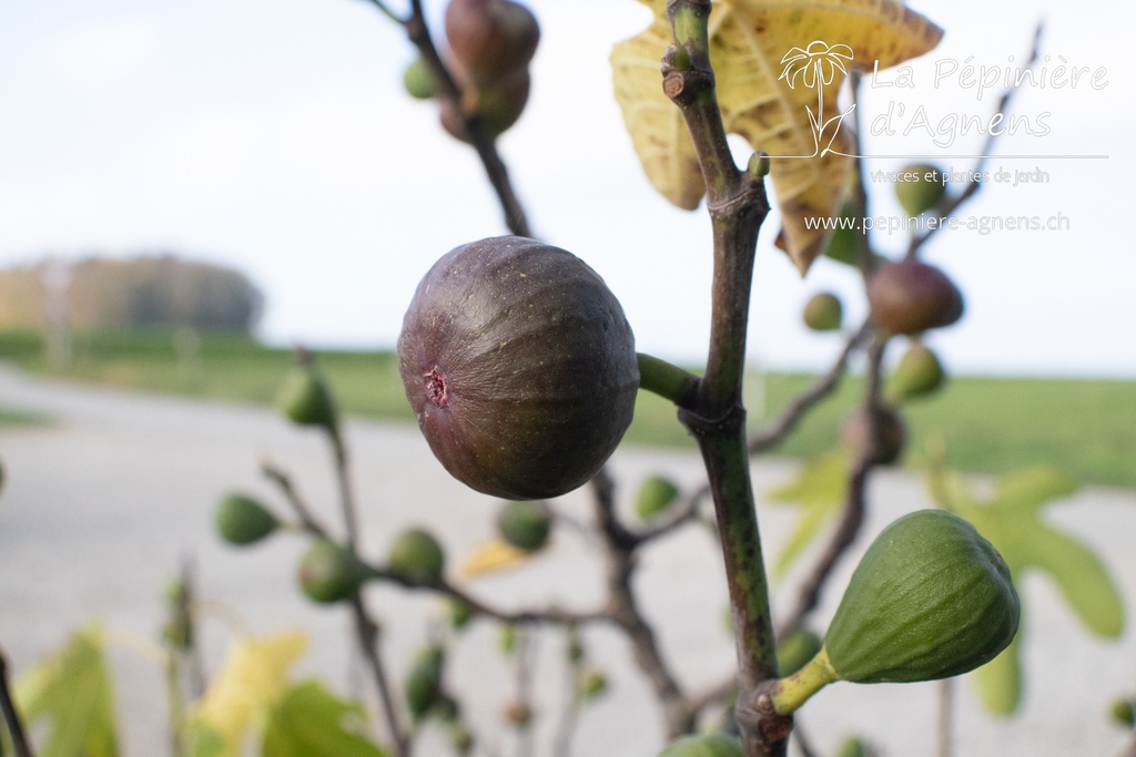 Ficus carica 'Contessina' (2L, Bio)