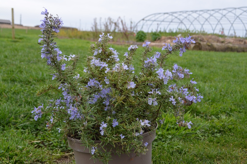 Rosmarinus officinalis 'Prostratus' (Bio, 0.5 Lt.)