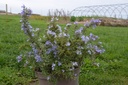 Rosmarinus officinalis 'Prostratus'