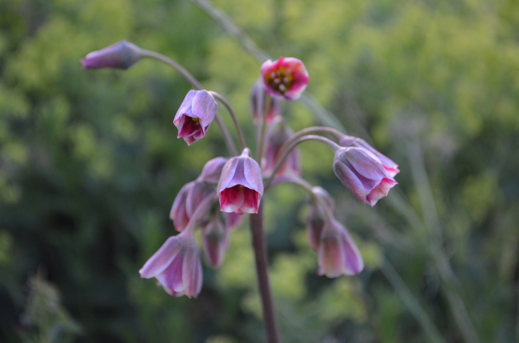 Allium siculum