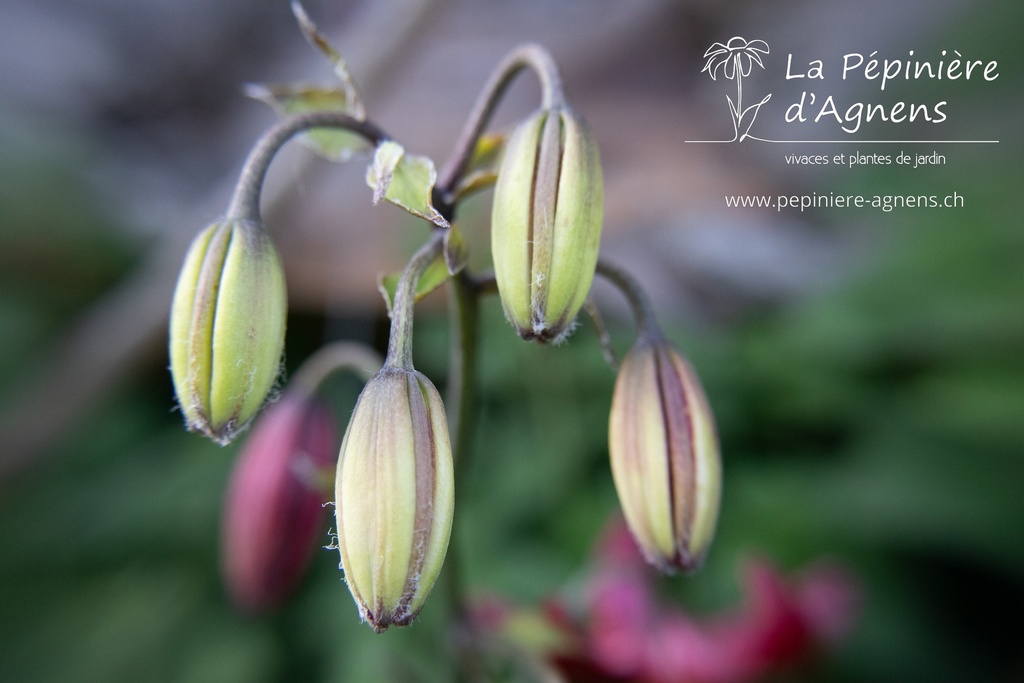 Lilium martagon 'Claude Shride'
