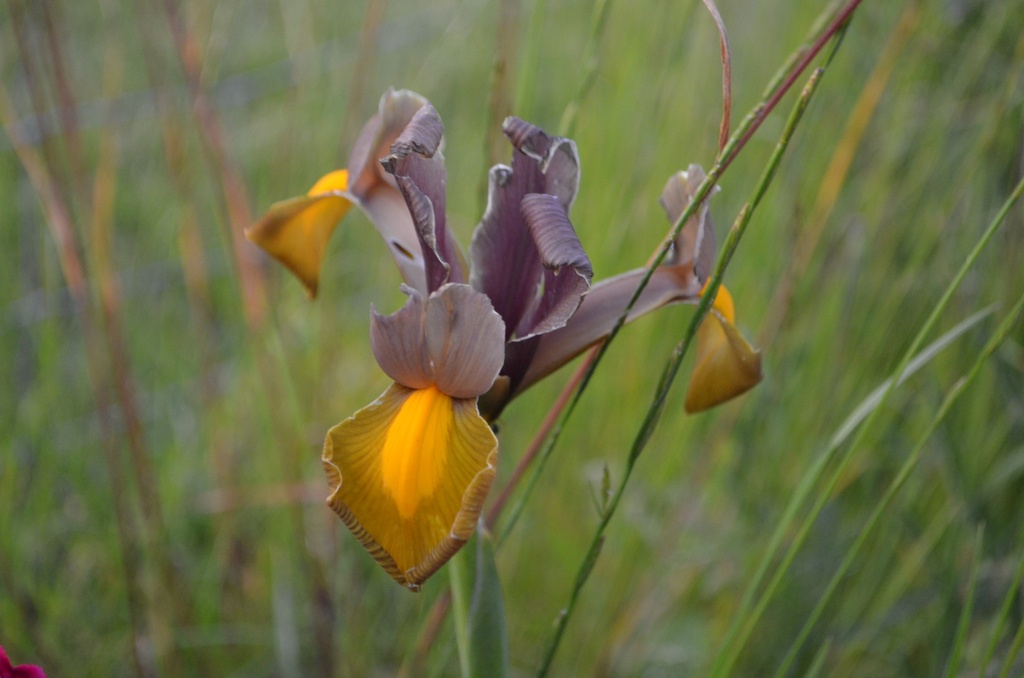 Iris hollandica 'Autumn Princess'