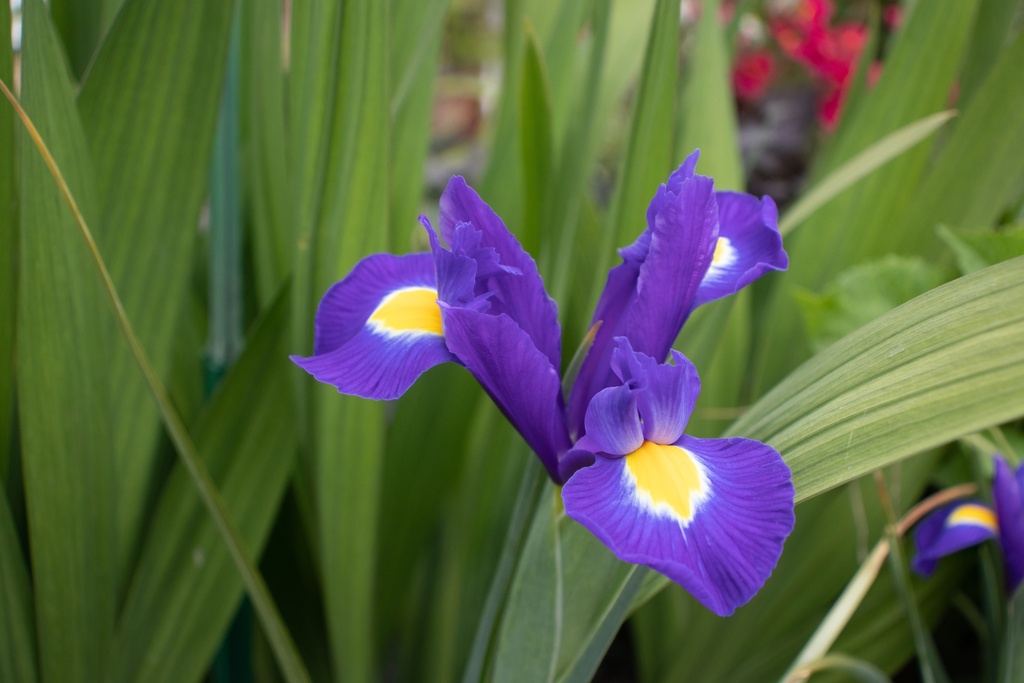 Iris hollandica 'Blue Magic' (Bio, 1 Lt.)