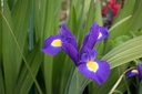 Iris hollandica 'Blue Magic'