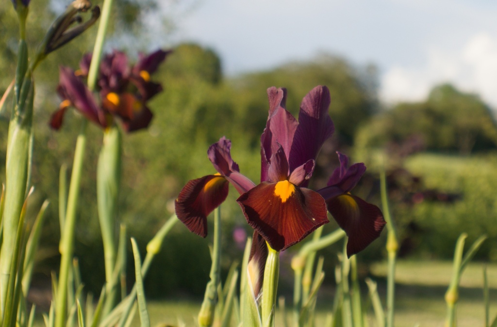 Iris hollandica 'Red Ember' (Bio, 1 Lt.)