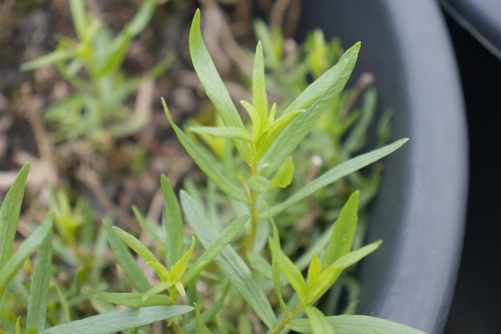 Artemisia dracunculus Estragon