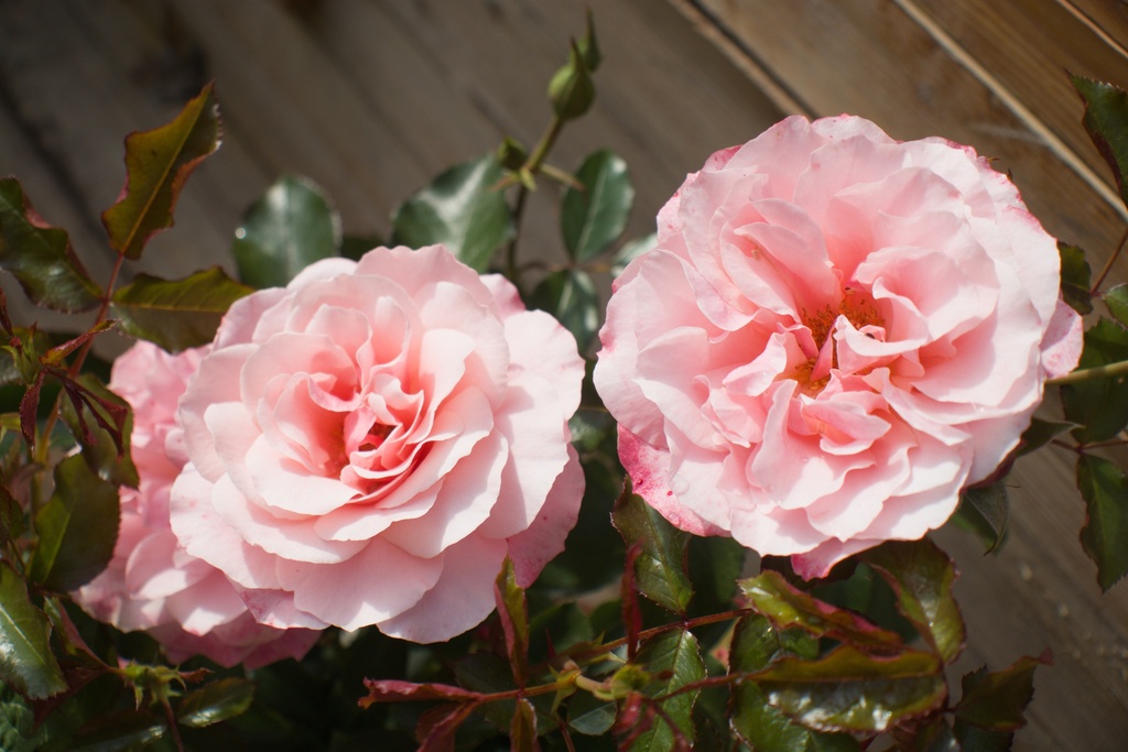 Rosa arbustif 'Botticelli' (Bio)