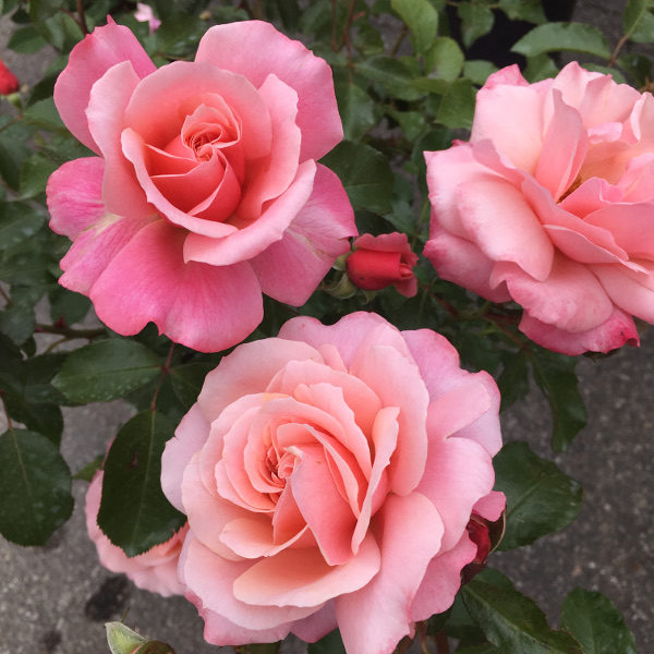 Rosa arbustif 'Botticelli'