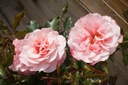 Rosa arbustif 'Botticelli'