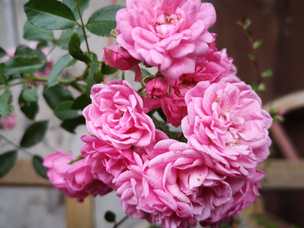 Rosa couvre-sol 'The Fairy' (Bio)