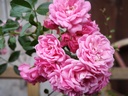 Rosa couvre-sol 'The Fairy'
