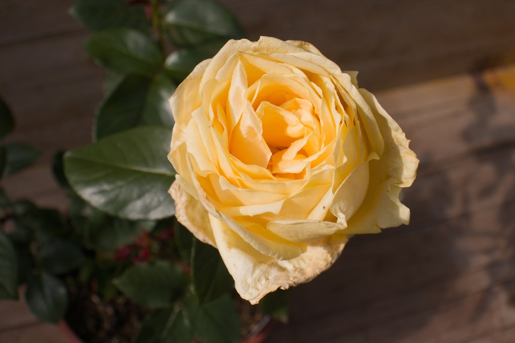 Rosa arbustif 'Landora' (Bio)